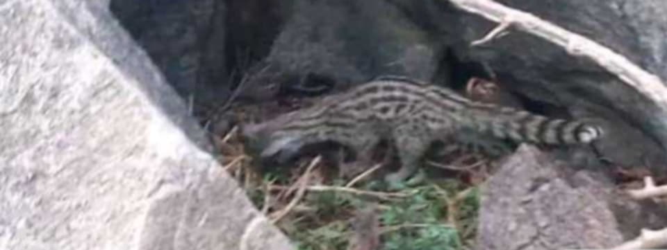 ظهور حيوان غريب يثير دهشة الأهالي في قرية الدمنة بتعز