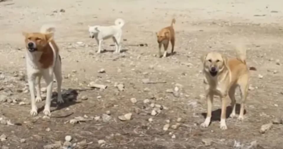 أهالي معبر يطلقون نداء استغاثة بعد هجوم كلاب ضالة على طفلة