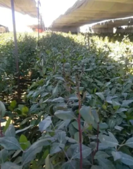 تحذير فلكي: موجة صقيع مرتقبة تضرب مناطق يمنية خلال أيام