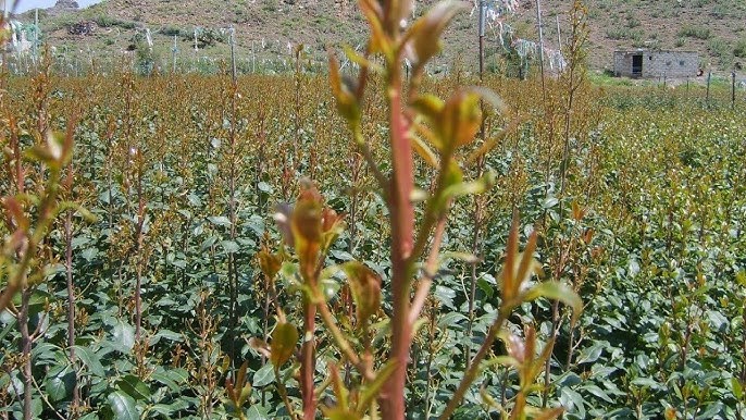 اسرائيل تبحث عن "ردع غير تقليدي": ضرب القات في اليمن كورقة ضغط