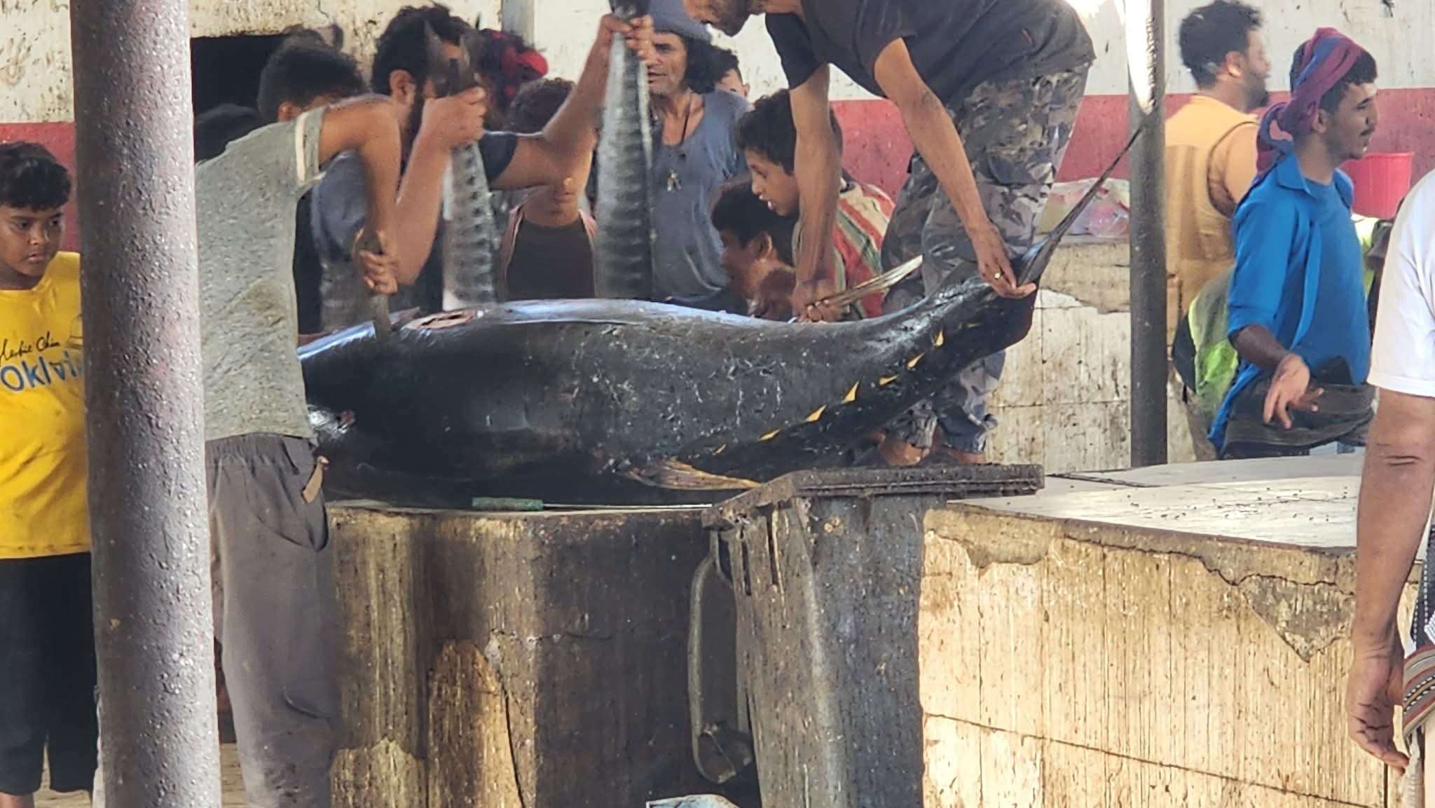 في صفقة نادرة: بيع حوت ضخم بأكثر من مليون ريال في سوق السمك