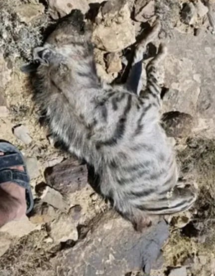 بشجاعة نادرة.. مزارع يمني يصارع ضبعًا مفترسًا في خولان الطيال