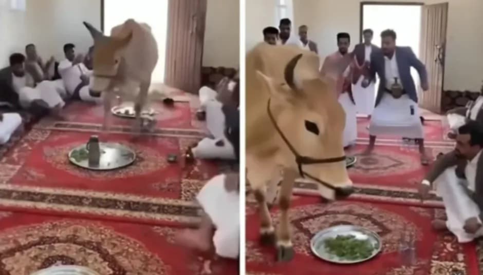 بقرة تقتحم اجتماعًا  لتخزين القات.. والذكاء الاصطناعي يكشف التفاصيل الغامضة