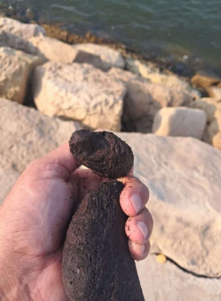 شاب يعثر على قطعة عنبر نادرة ويكشف قيمتها الحقيقية