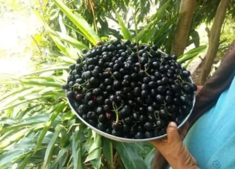من جبال ريمة.. أول إنتاج زيتون يمني يسطع في سماء الجودة