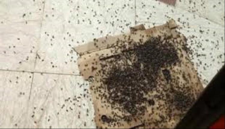 تجمع الذباب يكشف عن جريمة قتل بشعة بحق رجل مسن في اليمن